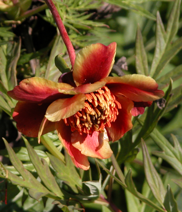 Delavay peony with streaked flower | Centro Botanico Moutan